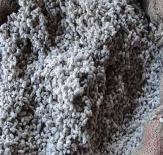 The scarcity of seeds in the native cotton will be felt! | देशी कपाशी बियाण्यांचा तुटवडा जाणवणार!