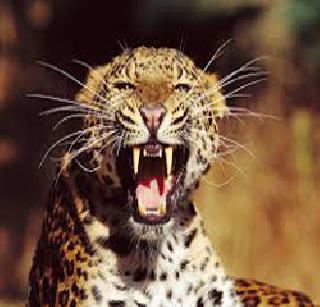 Leopard in the Shirur area | शिरुर परिसरात बिबट्याचा वावर