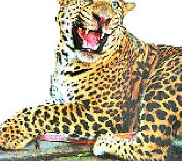 Leopard in the vinture area | विंचुरे परिसरात बिबट्याचा वावर