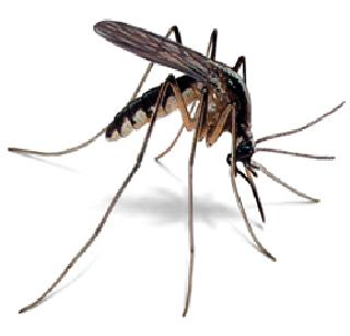 Now the mosquito lining detector will be set up in Mumbai | मुंबईत नेमणार आता डास अळी शोधक Now the mosquito lining detector will be set up in Mumbai | मुंबईत नेमणार आता डास अळी शोधक