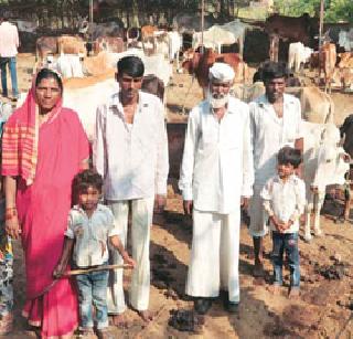 A Muslim family in Beed is protecting cows | बीडमध्ये मुस्लिम कुटुंब करतंय गायींचे रक्षण A Muslim family in Beed is protecting cows | बीडमध्ये मुस्लिम कुटुंब करतंय गायींचे रक्षण
