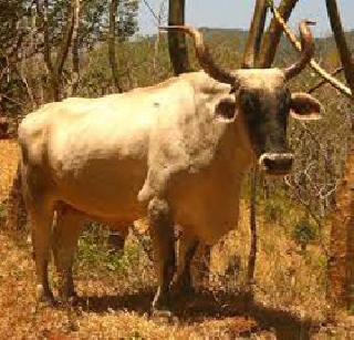 The Lost Bullock | पैजेत गमावला बैल The Lost Bullock | पैजेत गमावला बैल