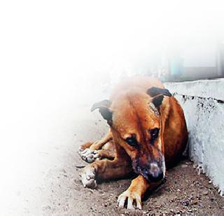 Sterilization of 35 thousand dogs | ३५ हजार कुत्र्यांची नसबंदी Sterilization of 35 thousand dogs | ३५ हजार कुत्र्यांची नसबंदी