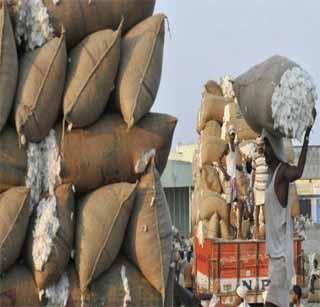 Closely distributed cotton growers | हमीभावाने मोडले कापूस उत्पादकांचे कंबरडे Closely distributed cotton growers | हमीभावाने मोडले कापूस उत्पादकांचे कंबरडे
