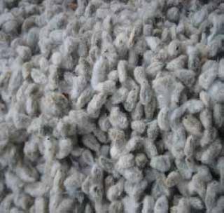 The quality of cotton seeds dropped | कापूस बियाण्यांची गुणवत्ता घसरली The quality of cotton seeds dropped | कापूस बियाण्यांची गुणवत्ता घसरली