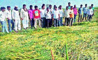 Horticulture: MLAs inspect Sinnar; The possibility of farmers getting financial disaster | गारपीट : सिन्नरला आमदारांनी केली पाहणी; शेतकऱ्यांना आर्थिक फटका बसण्याची शक्यता