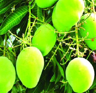 Mango cultivator will dry this year! | यंदा आंबा बागायतदार सुखावणार! Mango cultivator will dry this year! | यंदा आंबा बागायतदार सुखावणार!