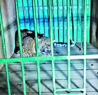 In the Dhamale mudra leopard stuck cage | ढमाले मळ्यात बिबट्या अडकला पिंजऱ्यात