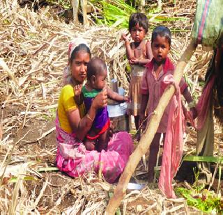 102 children born in a sugarcane plant! | उसाच्या फडात १०२ बालकांचा जन्म!