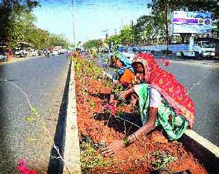 Work on the newly formed road divider on Nashik-Trimbak road is currently underway. | नाशिक-त्र्यंबक रस्त्यावरील नव्यानेच तयार केलेल्या रस्ता दुभाजकांमध्ये सध्या बोगनवेल लावण्याचे काम सुरू आहे.