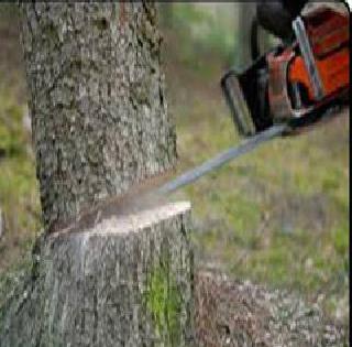 Slaughter of banana trees for electricity channels | वीजवाहिनीसाठी केली वृक्षांची कत्तल