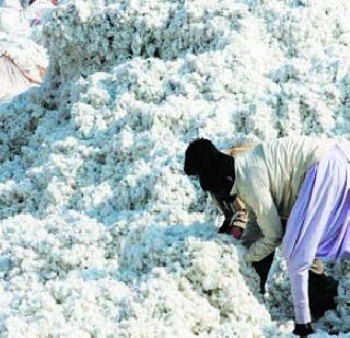 Lack of balance sheets of cotton farming in Maharashtra | महाराष्ट्रातील कापूस शेतीचा ताळेबंद तोट्यात