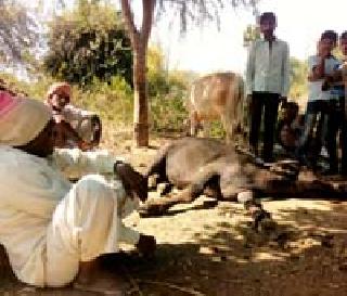Six animals have died in the week | आठवडाभरात सहा जनावरे दगावली