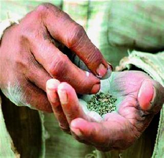 State ban on tobacco after the ban | राज्यात गुटख्या पाठोपाठ तंबाखू बंदीचा आदेश! State ban on tobacco after the ban | राज्यात गुटख्या पाठोपाठ तंबाखू बंदीचा आदेश!
