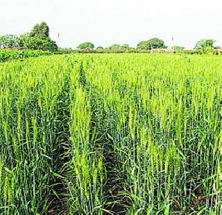 Due to climate change, wheat production will decline | हवामान बदलामुळे गव्हाचे उत्पादन घटणार