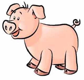 Pigs infected with unknown disease; Deaths have increased | डुकरांना अज्ञात आजाराची लागण; मृत्यूचे प्रमाण वाढले Pigs infected with unknown disease; Deaths have increased | डुकरांना अज्ञात आजाराची लागण; मृत्यूचे प्रमाण वाढले