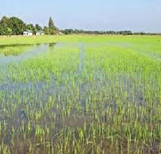 Salt water has entered the land of salt | समुद्राचे क्षारयुक्त पाणी शेतजमीनीत घुसले