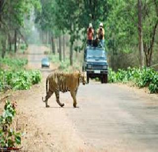 Tourists will not have difficulty in Tadoba - MTDC | ताडोबात पर्यटकांची अडचण होणार नाही - एमटीडीसी