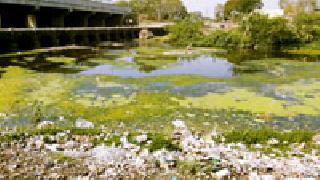 Due to 'waterfalls', Pingala has become pigal | 'जलपर्णी'मुळे पिंगळा झाली गटारगंगा Due to 'waterfalls', Pingala has become pigal | 'जलपर्णी'मुळे पिंगळा झाली गटारगंगा