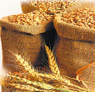 In Punjab, Haryana, wheat crop decreased by 20 per cent | पंजाब, हरियाणात गव्हाच्या पिकात २० टक्क्यांची घट In Punjab, Haryana, wheat crop decreased by 20 per cent | पंजाब, हरियाणात गव्हाच्या पिकात २० टक्क्यांची घट