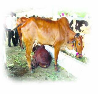 State ban on cow slaughter | राज्यात गोवंश हत्या बंदी