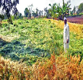 Crop damage to crops, horticultural crops | पिके, फळबागांचे अतोनात नुकसान Crop damage to crops, horticultural crops | पिके, फळबागांचे अतोनात नुकसान