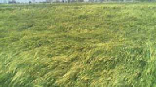 Due to incessant rains, the loss of wheat and sorghum crops | अवकाळी पावसामुळे गहू, हरबरा पिकांचे नुकसान Due to incessant rains, the loss of wheat and sorghum crops | अवकाळी पावसामुळे गहू, हरबरा पिकांचे नुकसान