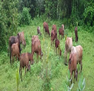 Due to the ban of cow slaughter, 197 million fodder fodder! | गोवंश हत्या बंदीमुळे १९७ कोटींचा चारा हवा !