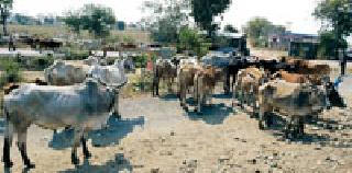 Fill the 10 lakh livestock, water scarcity problem | १० लाख पशुधनाला वैरण, पाणीटंचाईची झळ Fill the 10 lakh livestock, water scarcity problem | १० लाख पशुधनाला वैरण, पाणीटंचाईची झळ