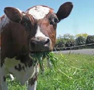 'Adarsh' Bill for cow slaughter | गोहत्या बंदीसाठी ‘आदर्श’ विधेयक 'Adarsh' Bill for cow slaughter | गोहत्या बंदीसाठी ‘आदर्श’ विधेयक