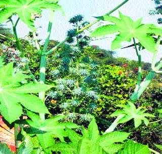 National Green Tribunal intervened in connection with the incident | एरंडीसंदर्भात राष्ट्रीय हरित न्यायाधिकरणाने घेतली दखल National Green Tribunal intervened in connection with the incident | एरंडीसंदर्भात राष्ट्रीय हरित न्यायाधिकरणाने घेतली दखल