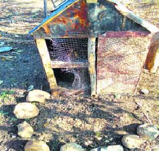 Seventy poultry fists made by tapping the cage | पिंजरा तोडून वाघाने केल्या सत्तर कोंबड्या फस्त Seventy poultry fists made by tapping the cage | पिंजरा तोडून वाघाने केल्या सत्तर कोंबड्या फस्त
