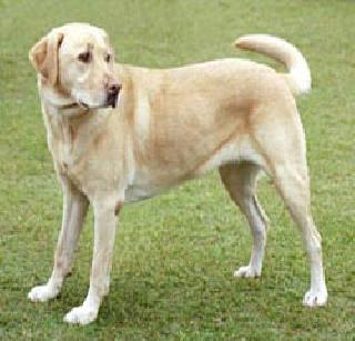 Duppie's role about dog food | श्वानकेंद्राबाबत दुटप्पी भूमिका Duppie's role about dog food | श्वानकेंद्राबाबत दुटप्पी भूमिका
