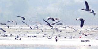 Number of birds increased by 15 thousand! | पक्ष्यांच्या संख्येत १५ हजारांनी वाढ! Number of birds increased by 15 thousand! | पक्ष्यांच्या संख्येत १५ हजारांनी वाढ!