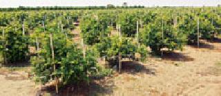The pomegranate blooms with the help of advanced technology | प्रगत तंत्राव्दारे बहरली डाळिंबे The pomegranate blooms with the help of advanced technology | प्रगत तंत्राव्दारे बहरली डाळिंबे