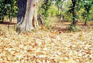 Action taken on forest officials if required | वनवे लागल्यास वनाधिकाऱ्यांवर कारवाई Action taken on forest officials if required | वनवे लागल्यास वनाधिकाऱ्यांवर कारवाई