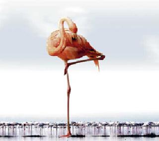The guests went .. | पाहुणे निघाले.. The guests went .. | पाहुणे निघाले..