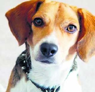 The scared of dogs in the city | शहरात मोकाट कुत्र्यांची धास्ती The scared of dogs in the city | शहरात मोकाट कुत्र्यांची धास्ती