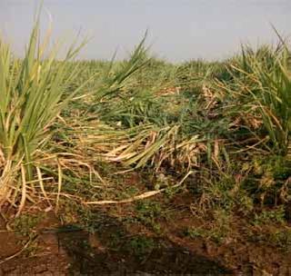 Unseasonal rains hit three talukas | अवकाळी पावसाचा तीन तालुक्यांना फटका