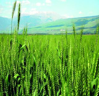 Organic farming can lead to a rich harvest | जैविक शेतीने भरघोस पीक येऊ शकते Organic farming can lead to a rich harvest | जैविक शेतीने भरघोस पीक येऊ शकते