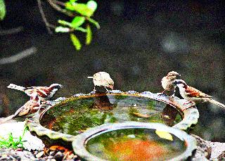 City again 'tweet' | शहरात पुन्हा ‘चिवचिवाट’ City again 'tweet' | शहरात पुन्हा ‘चिवचिवाट’
