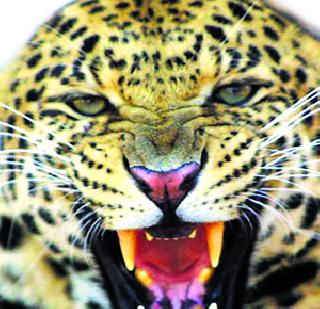 Leopard strikes against the farmer | बिबट्याचा शेतकऱ्यावर हल्ल्याचा प्रयत्न Leopard strikes against the farmer | बिबट्याचा शेतकऱ्यावर हल्ल्याचा प्रयत्न