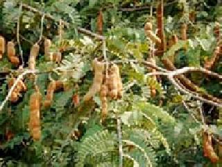 The fruit of the tincture is a lot | चिंचेचे फळ होतेय कवडीमोल The fruit of the tincture is a lot | चिंचेचे फळ होतेय कवडीमोल