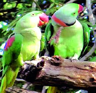 16 bird species due to tree erosion! | वृक्षतोडीमुळे १६ पक्ष्यांच्या प्रजाती लुप्त होण्याच्या मार्गावर ! 16 bird species due to tree erosion! | वृक्षतोडीमुळे १६ पक्ष्यांच्या प्रजाती लुप्त होण्याच्या मार्गावर !