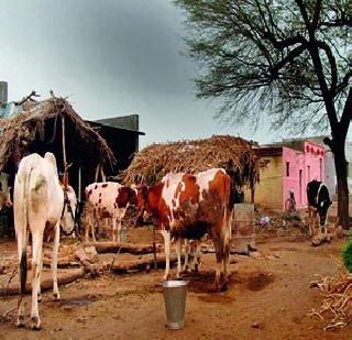 Gokul village will be implemented in the state. | राज्यात राबवणार ‘गोकूळ ग्राम’