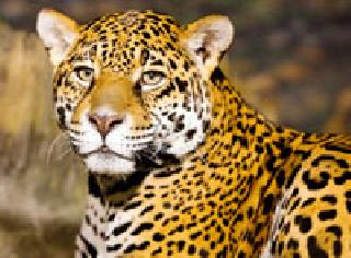 Hunting done by the dog, the dancer of the leopard feared the citizen: Day-night forest department surveillance | शिकार केली श्वानाने, डंका बिबट्याचा नागरिक धास्तावले : दिवस-रात्र वनविभागाची पाळत