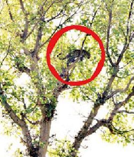 Sheep shelter taken by a leopard | बिबट्याच्या पिलाने घेतला उंबराच्या झाडाचा आश्रय Sheep shelter taken by a leopard | बिबट्याच्या पिलाने घेतला उंबराच्या झाडाचा आश्रय