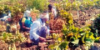 Wandering for farmers' laborers | शेतकऱ्यांची मजुरांसाठी भटकंती Wandering for farmers' laborers | शेतकऱ्यांची मजुरांसाठी भटकंती