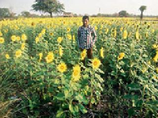 Sunflower farm full of Khulambara-Neri road | खांबाडा-नेरी मार्गावर फुलली सूर्यफुलाची शेती Sunflower farm full of Khulambara-Neri road | खांबाडा-नेरी मार्गावर फुलली सूर्यफुलाची शेती