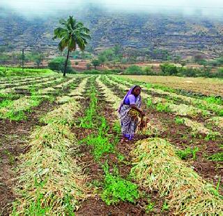 15,892 farmers of the underworld | अवकाळीचा फटका १५,८९२ शेतकऱ्यांना 15,892 farmers of the underworld | अवकाळीचा फटका १५,८९२ शेतकऱ्यांना